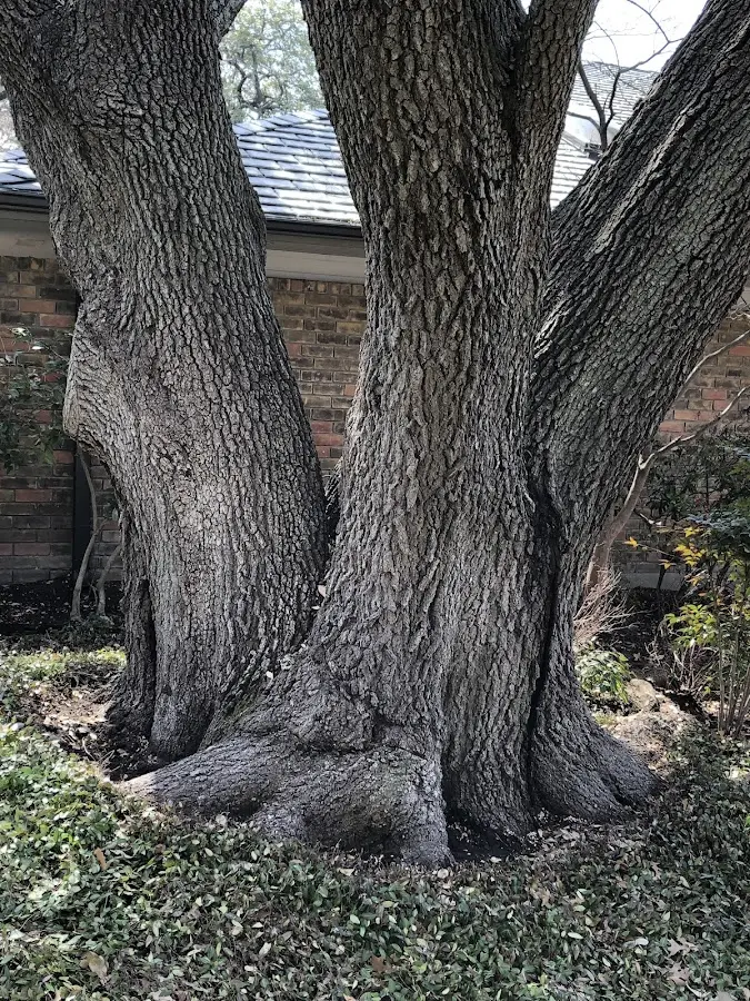 Mature heritage tree close to a Pacific property cared for by certified arborists